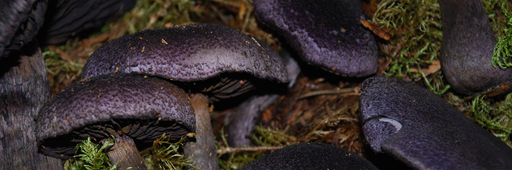 Cortinarius Violaceus