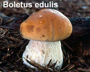 Boletus Edulis