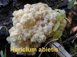 Hericium abietis