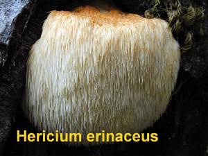 hericium2