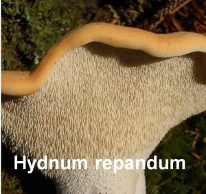 Hydnum Repandum