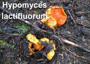 Hypomyces lactifluorum