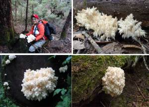 Hericium abietis