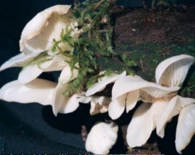 Pleurotus (Pleurocybella) porrigens