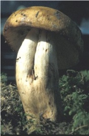 Russula fragrantissima