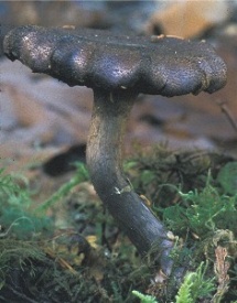 Cortinarius phlegmacium