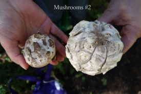 mushrooms #2