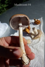 Mushrooms #4