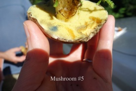 Mushroom #5