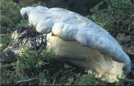 Albatrellus flettii