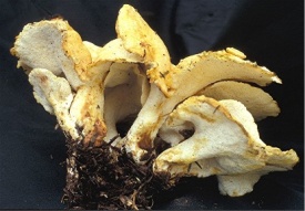 Albatrellus ovinus