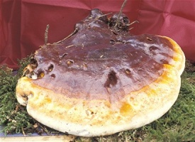 Ganoderma tsugae