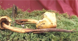 Collybia maculata