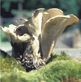 Hohenbuehelia petaloides