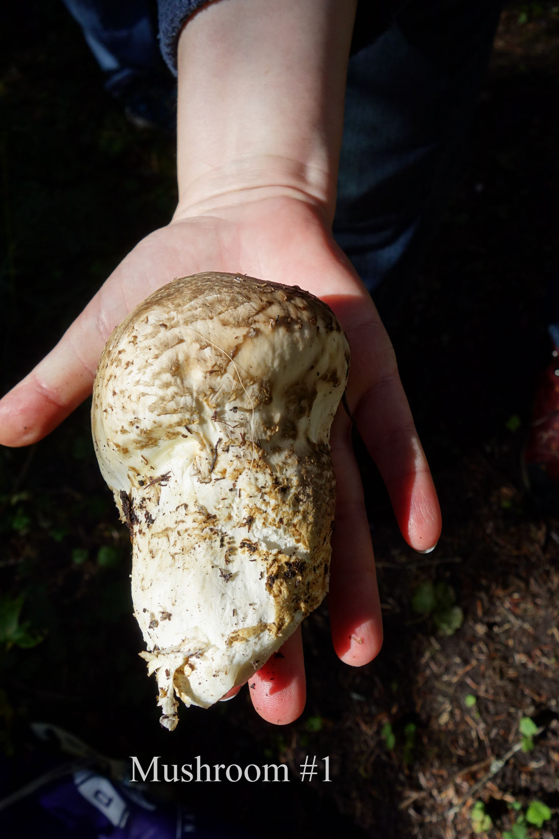 Mushroom #1 Mushroom #1