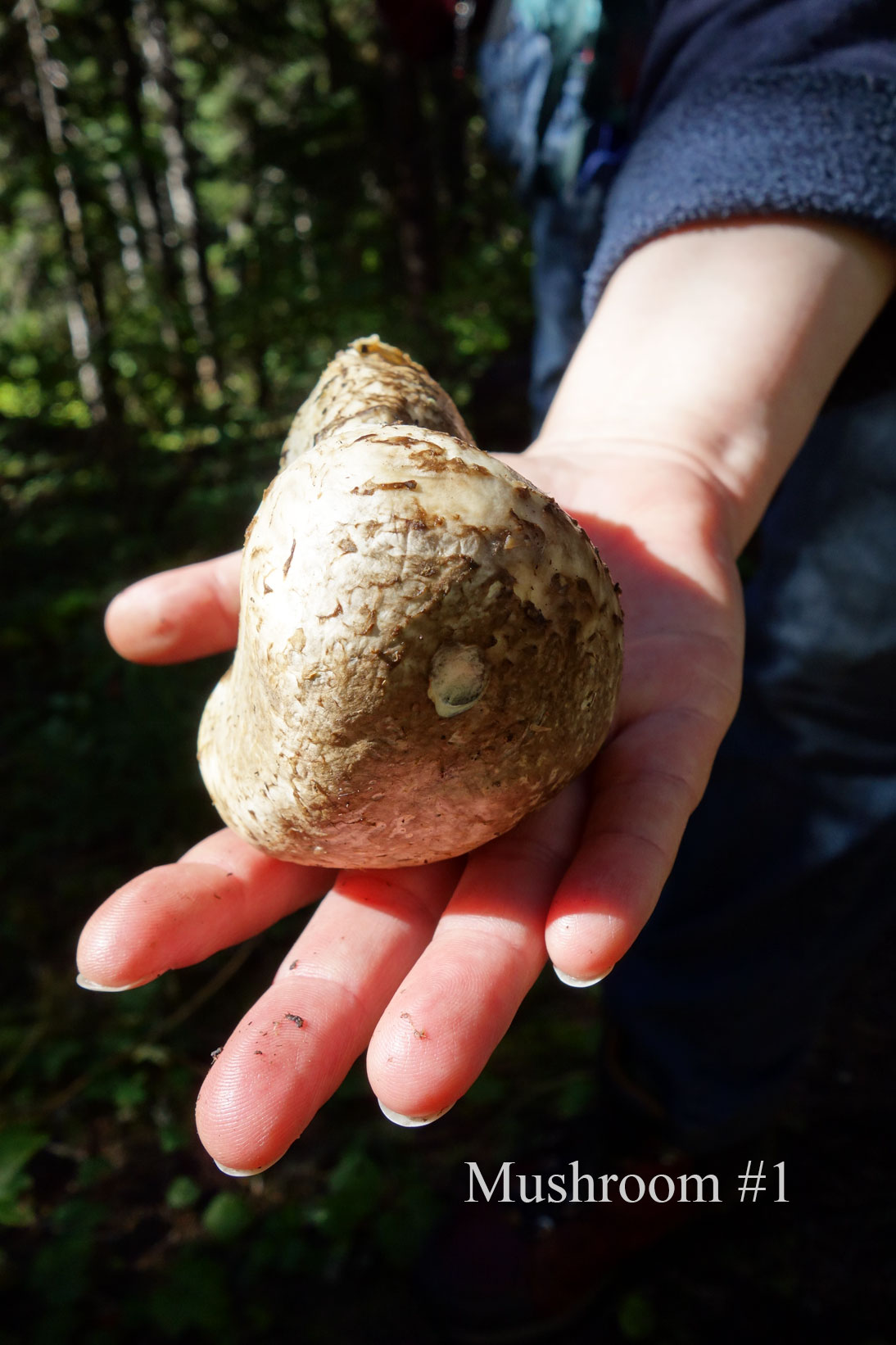 Mushroom #1 Mushroom #1