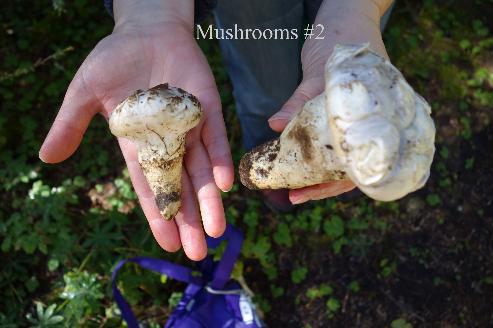 Mushrooms #2 Mushrooms #2