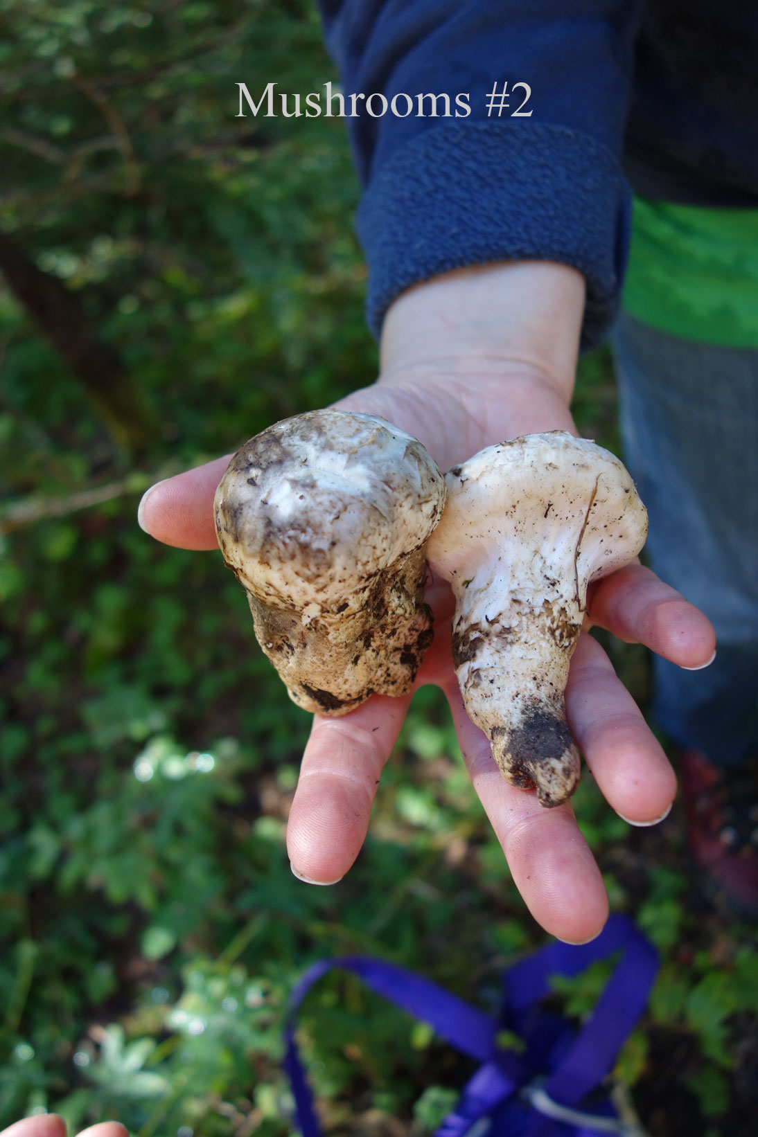 mushrooms #2 mushrooms #2