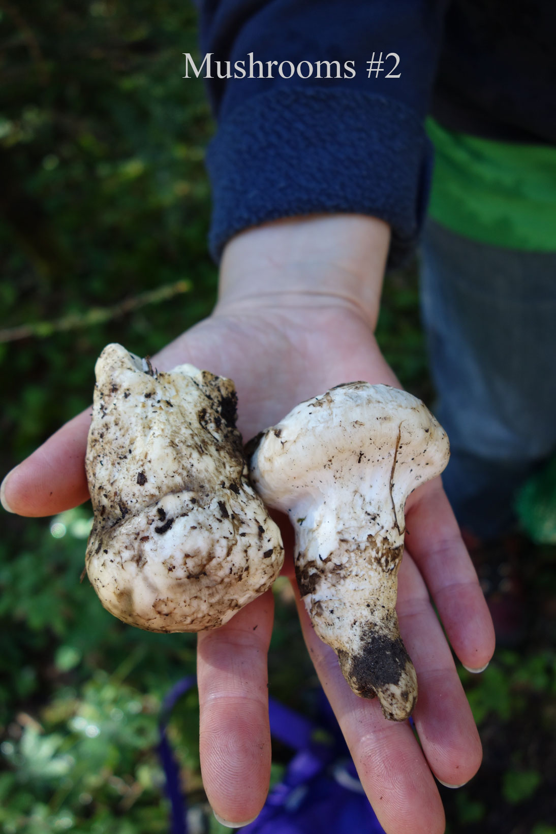 mushrooms #2 mushrooms #2