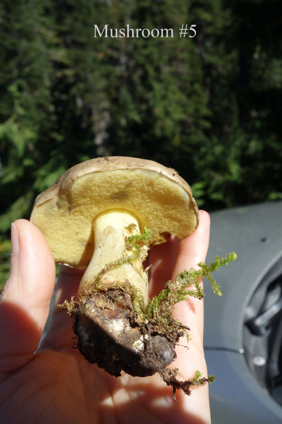 Mushroom #5 Mushroom #5