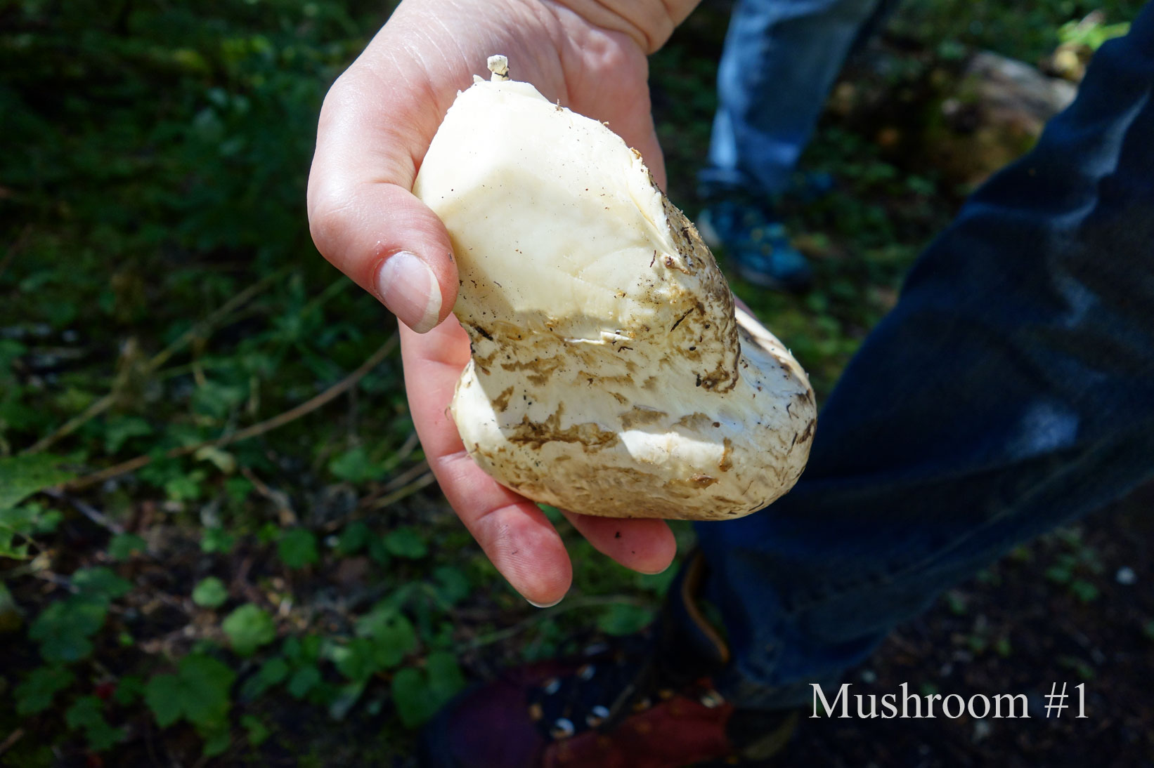 mush1_1.jpg mush1_1.jpg