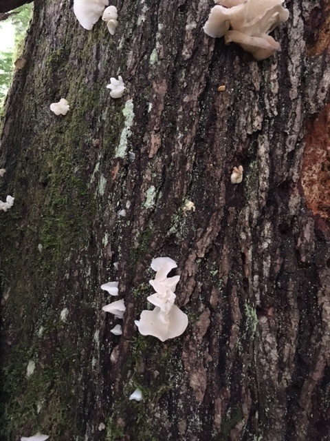 IMG_1511.JPG IMG_1511.JPG