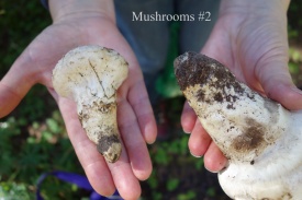 Mushrooms #2