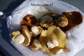 Mushrooms #3