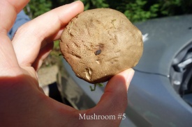 Mushroom #5
