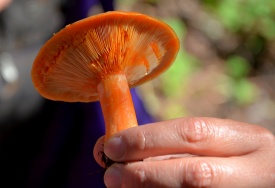 DSC_3907.jpg